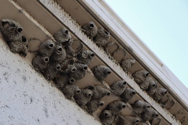 istock Swallow Nest Neighborhood 1270159919