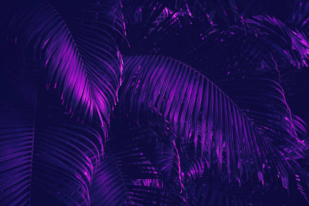 istock tropical leaves, dark nature background 1270159998