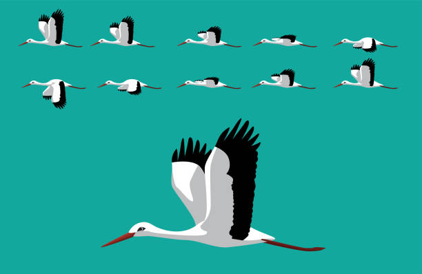 tier animation sequenz storch fliegen cartoon vektor - storchenvogel stock-grafiken, -clipart, -cartoons und -symbole