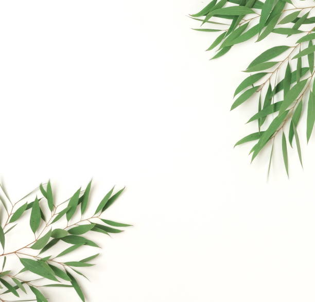 istock green eucalyptus leaves frame isolated on a white background. flat lay, top view. poster 1270167432