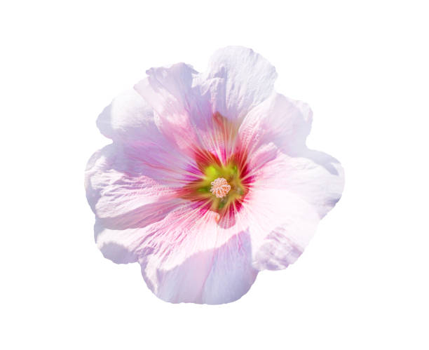 istock Light pink hollyhock or alcea rosea blomming  isolated on white background , clipping path 1270167511
