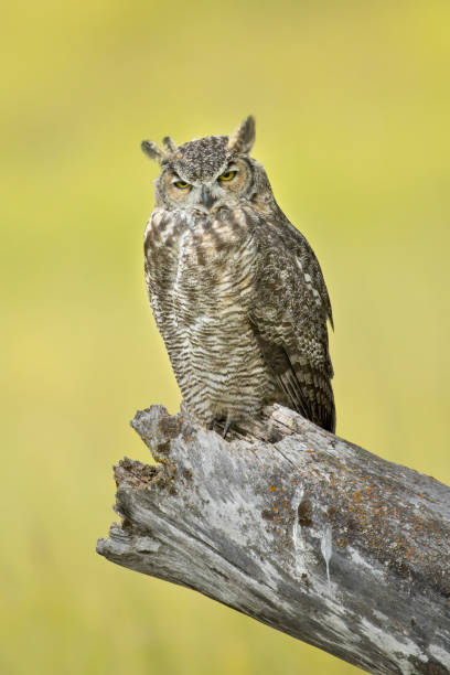 istock Majestic Great horned owl in Idaho. 1270168777