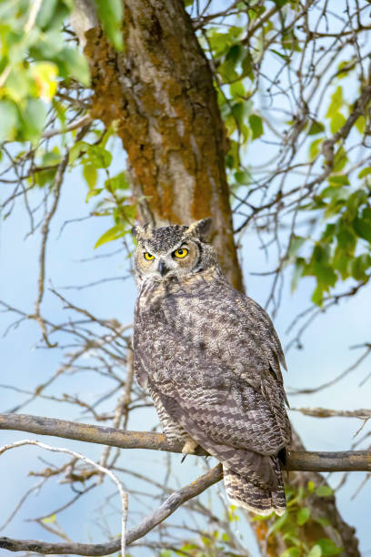 偉大な角のフクロウをクローズアップ。 - owl awe bird close up ストックフォトと画像