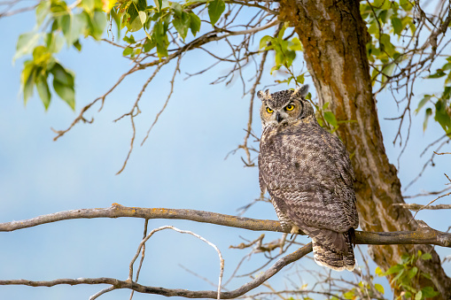 A great horned owl on a branch with the blue sky in the background at Kootenai Wildlife Refuge in Bonners Ferry, Idaho.