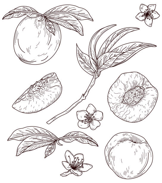 illustrations, cliparts, dessins animés et icônes de vintage peach fresh fruit line artwork set - nectarine