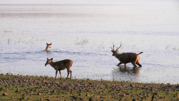 istock three sambar deer wading in lake tadoba 1270170371