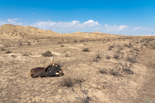 Remains of an animal eaten by predators in desert