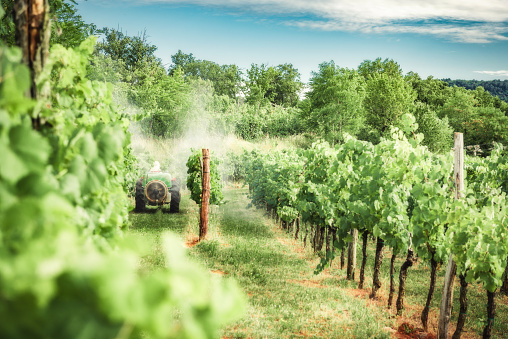 Farmer with tractor spraying grapevines in vineyard.