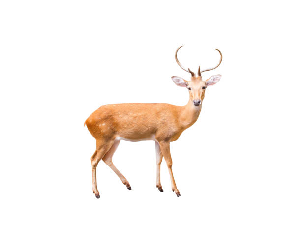 istock Young dear with antler standing isolated on white background , clipping path 1270170520