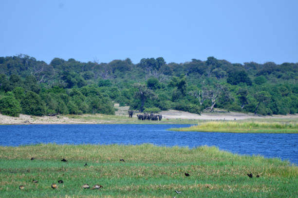 istock Elephants are cgrossing the Chobe River in Botswana (Nature Park) 1270172337
