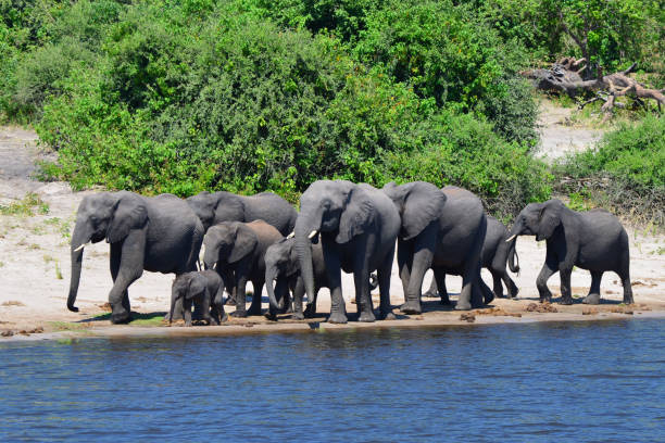 istock Elephants are cgrossing the Chobe River in Botswana (Nature Park) 1270172346