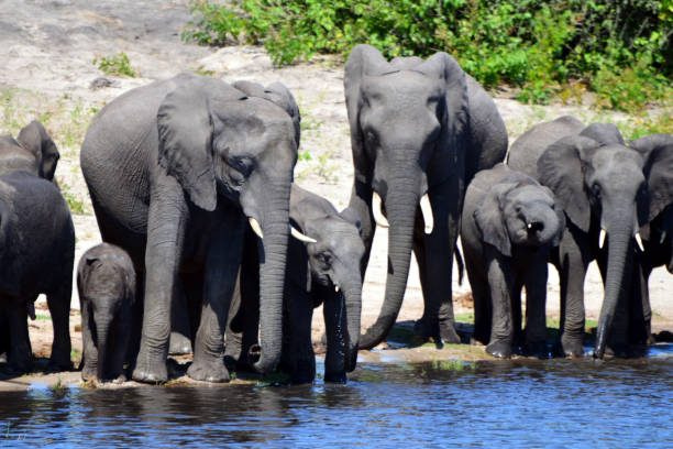 istock Elephants are cgrossing the Chobe River in Botswana (Nature Park) 1270172897