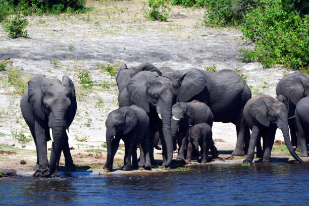 istock Elephants are cgrossing the Chobe River in Botswana (Nature Park) 1270172915