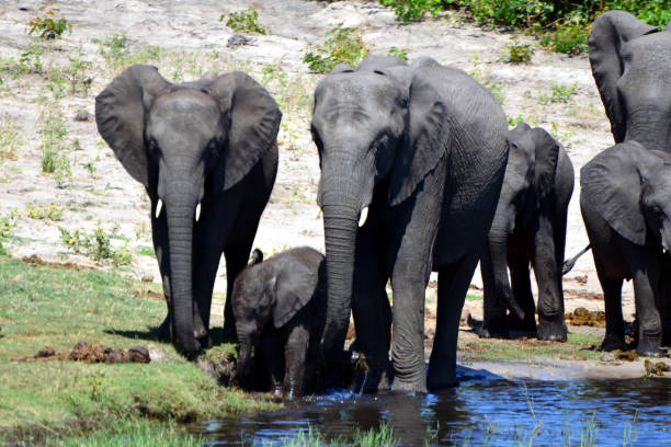 istock Elephants are cgrossing the Chobe River in Botswana (Nature Park) 1270173432
