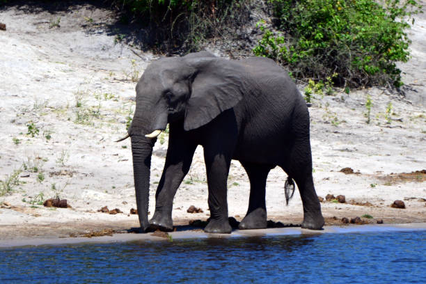 istock Elephants are cgrossing the Chobe River in Botswana (Nature Park) 1270173434