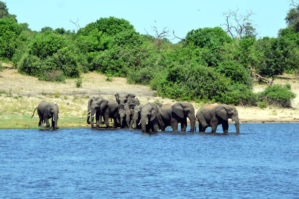 istock Elephants are cgrossing the Chobe River in Botswana (Nature Park) 1270173488