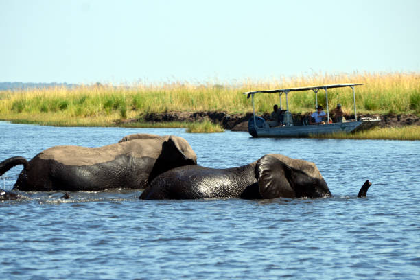 istock Elephants are cgrossing the Chobe River in Botswana (Nature Park) 1270173524