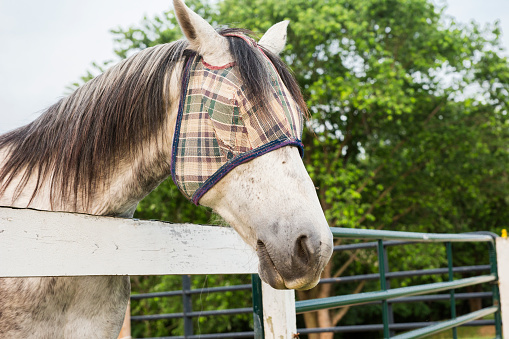 Blue Roan horse with plaid fabric shield over his eyes, Kentucky, USA