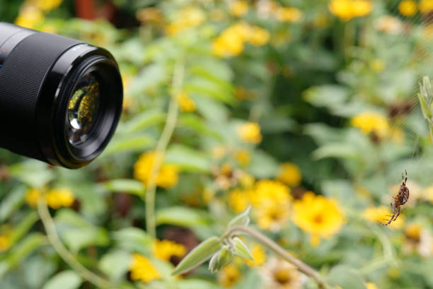 istock taking macro photography in a garden - spider pictures 1270176449