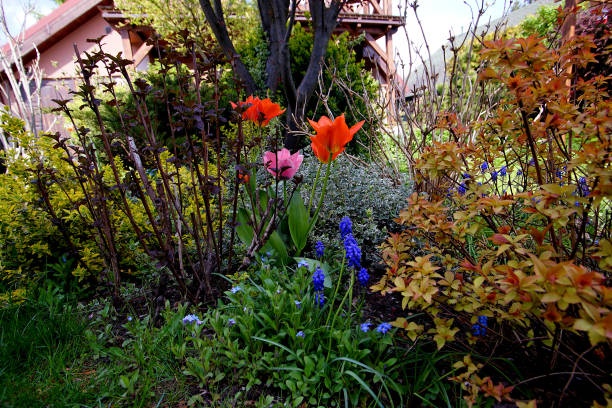istock tulips and spring grapevines in the garden 1270176969