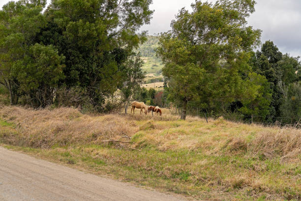istock Horses Grazing In A Field 1270177806