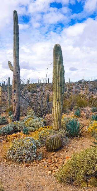 istock cactus in southwest landscape 1270179379