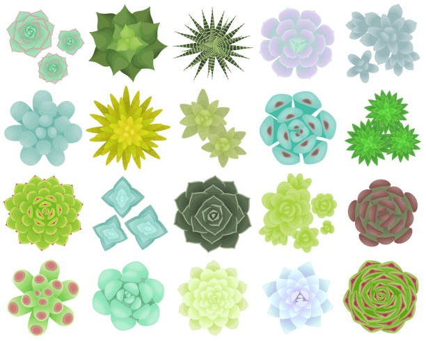 Set of different types of succulents. The view from the top. Isolated plants on a white background. Vector illustration. crassula stock illustrations