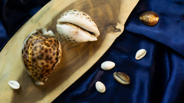 istock cowrie shell of different size kept on a wood plate 1270180197