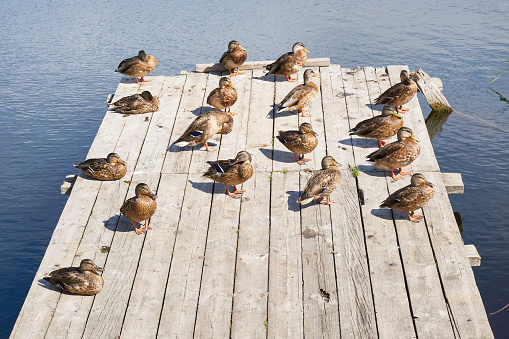 Ducks on wooden bridge on river