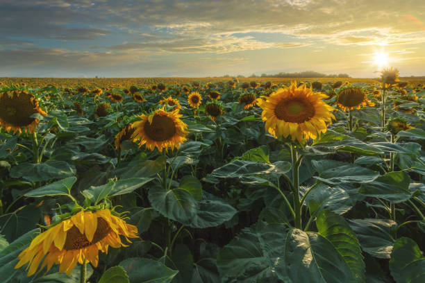 istock Sunflower field at sunset 1270180901