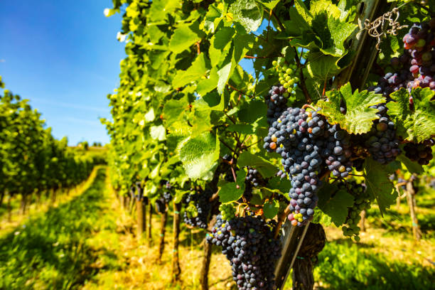 istock beautiful grapes in green vineyards 1270180962