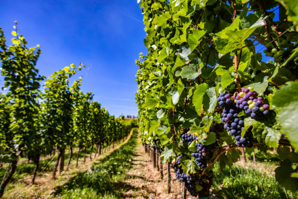istock beautiful grapes in green vineyards 1270180966