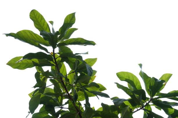 istock Tropical tree with leaves branches on white isolated background for green foliage backdrop 1270180981