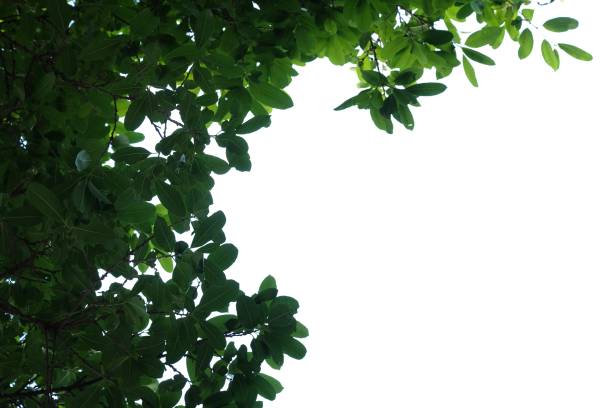 istock Tropical tree with leaves branches on white isolated background for green foliage backdrop 1270180991
