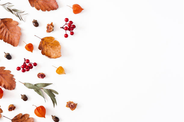 istock Autumn composition. Physalis flowers, eucalyptus leaves, rowan berries on white background. Autumn, fall, thanksgiving day concept. Flat lay, top view, copy space 1270181150