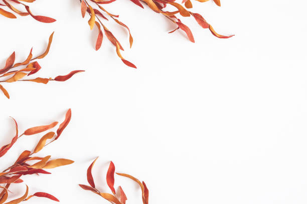 istock Autumn composition. Red leaves on white background. Autumn, fall, thanksgiving day concept. Flat lay, top view 1270181151
