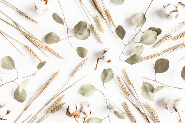Autumn composition. Dried leaves, flowers on white background. Autumn, fall, thanksgiving day concept. Flat lay, top view