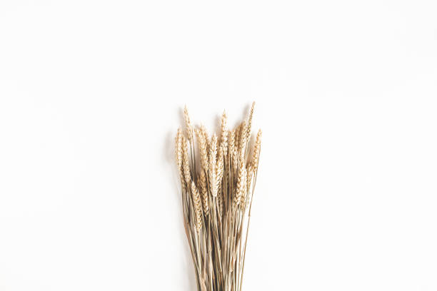 istock Autumn composition. Wheat ears on white background. Autumn, fall, thanksgiving day concept. Flat lay, top view 1270181200