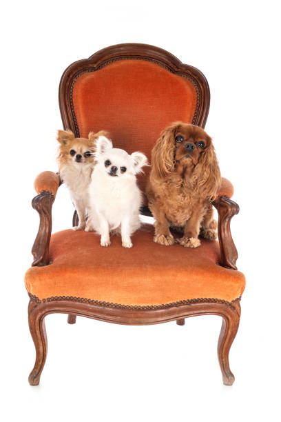 istock little dogs on chair 1270182560