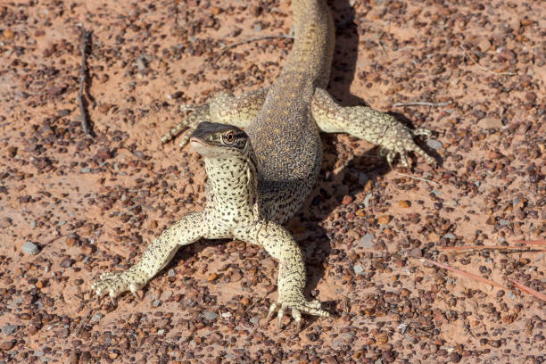 istock Gould's or Sand Monitor 1270183246