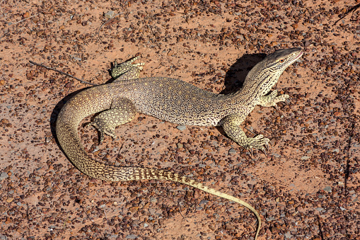 Gould's Monitor with held head high