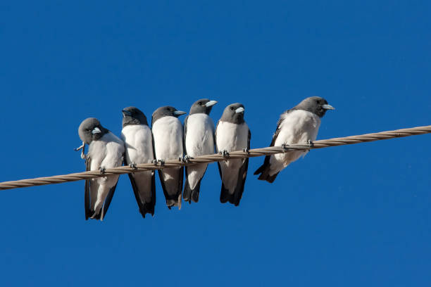 istock White-breasted Wood Swallows 1270183282