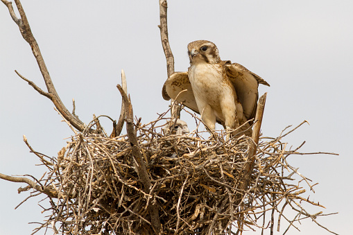 Brown Falcon and chick in nest
