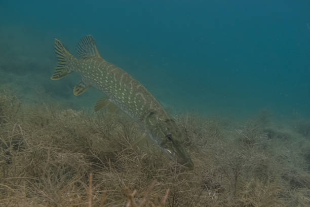 istock pike swims at the bottom of a lake while diving 1270183547