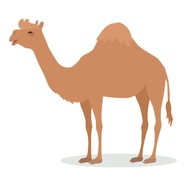 Dromedary Camel Cartoon Icon in Flat Design Dromedary camel cartoon character. Funny camel with one hump flat vector isolated on white. African fauna. Camel icon. Wild animal illustration for zoo ad, nature concept, children book illustrating oman cartoon stock illustrations