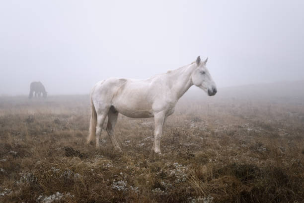 istock hors on a pasture in a mist 1270186592