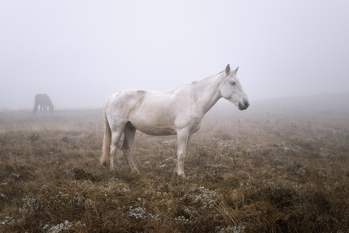 hors on a pasture in a mist