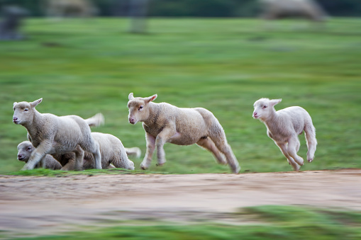 Several young Sheep in a field running fast