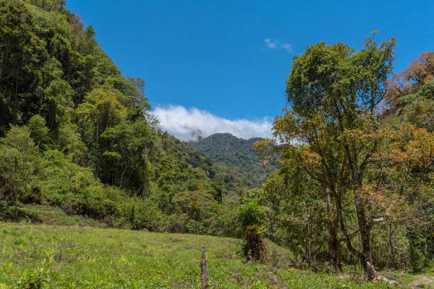 istock tropical cloud forest in Baru Volcano National Park, Panama 1270188273