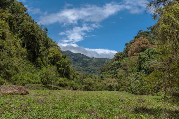 istock tropical cloud forest in Baru Volcano National Park, Panama 1270188276
